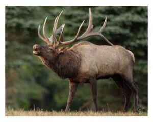 Elk bugling in a field