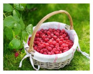 Raspberries in a basket