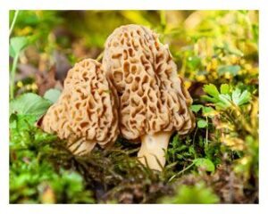Morel mushrooms in the forest