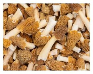 Piles of morel mushrooms
