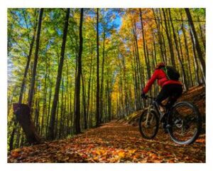 Mountain Biking through the forest