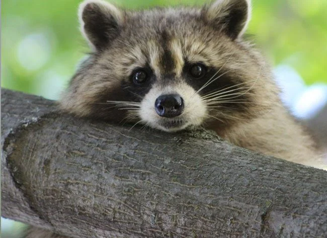 Raccoon