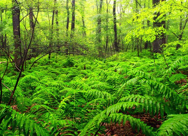 Ferns in a forest