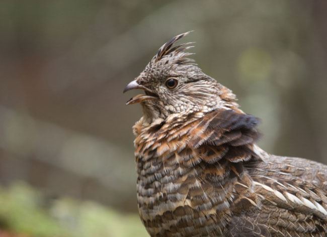 Thunder Chicken: The life history, ecology and management of Michigan's Ruffed Grouse
