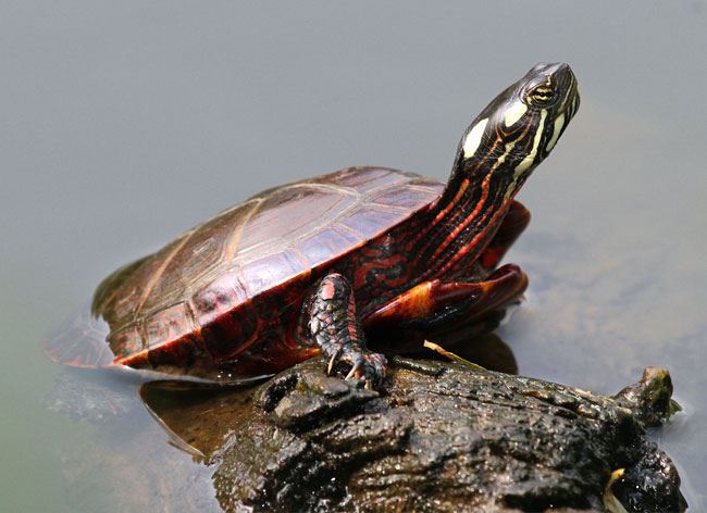 Painted Box Turtle