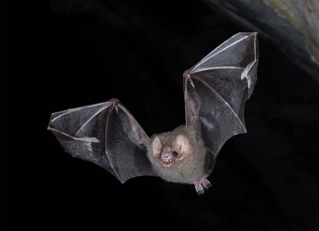 All About Bats Events