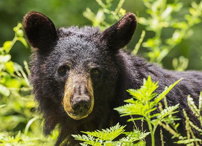 Seasons of the Bear Event